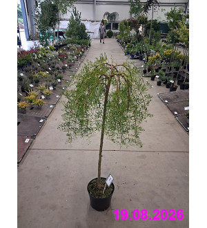 Caragana arborescens 'Walker' C 5 L